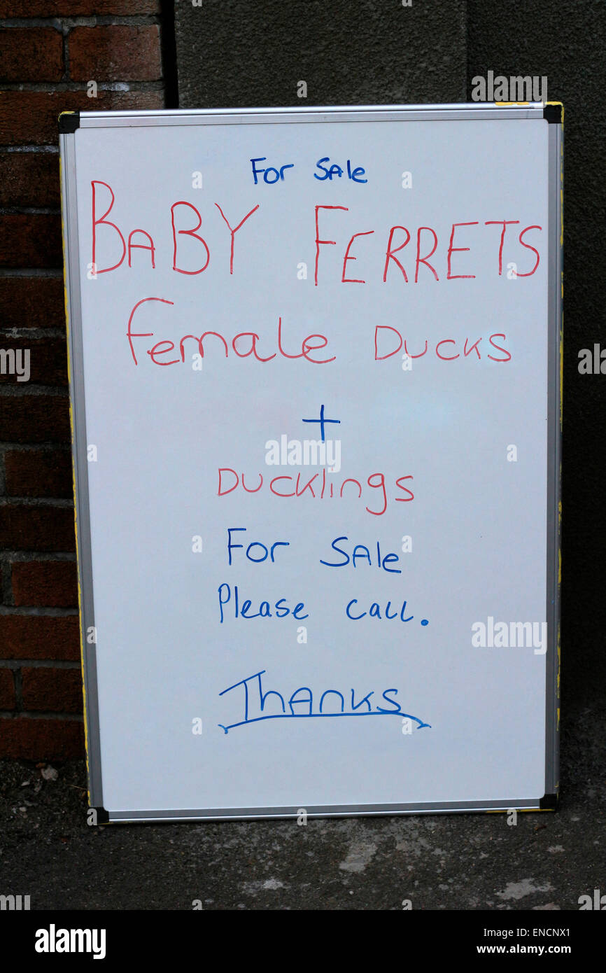 23. Juli 2014, handgeschriebene Zeichen für Baby Frettchen und weibliche Enten zu verkaufen in einem Yardverkauf ausgerichtet und aufgerichtet Stockfoto