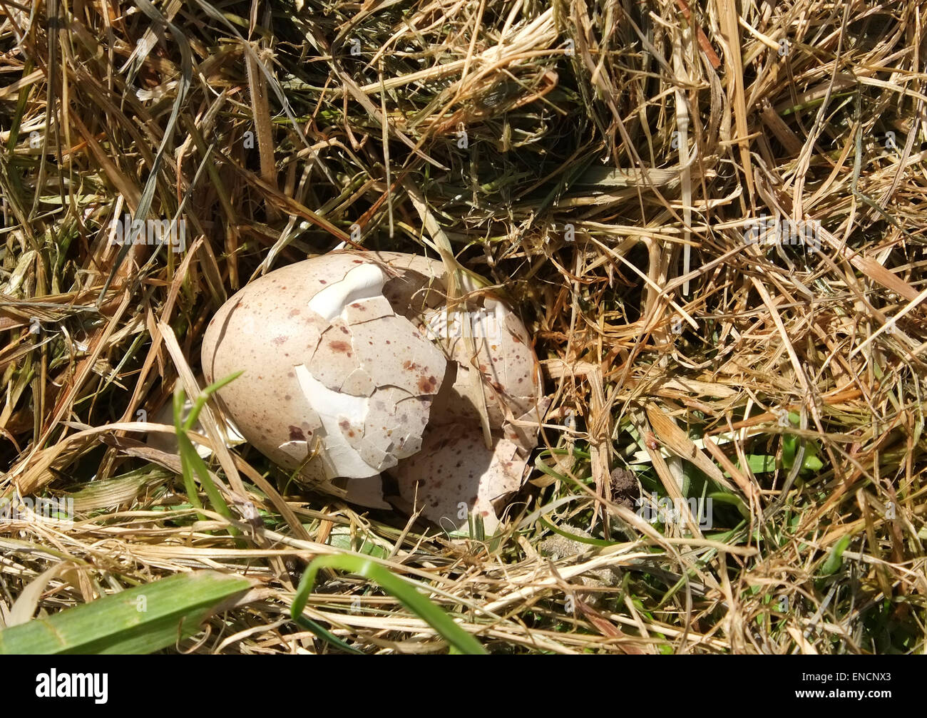 Zerbrochen Vögel Ei im ländlichen South Gloucestershire, 29. April 2015 Stockfoto