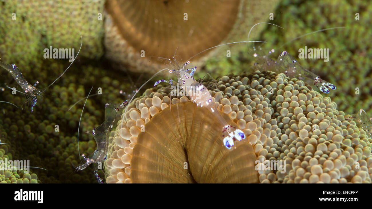 Glas Anemone Garnelen auf einer anemone Stockfotografie - Alamy
