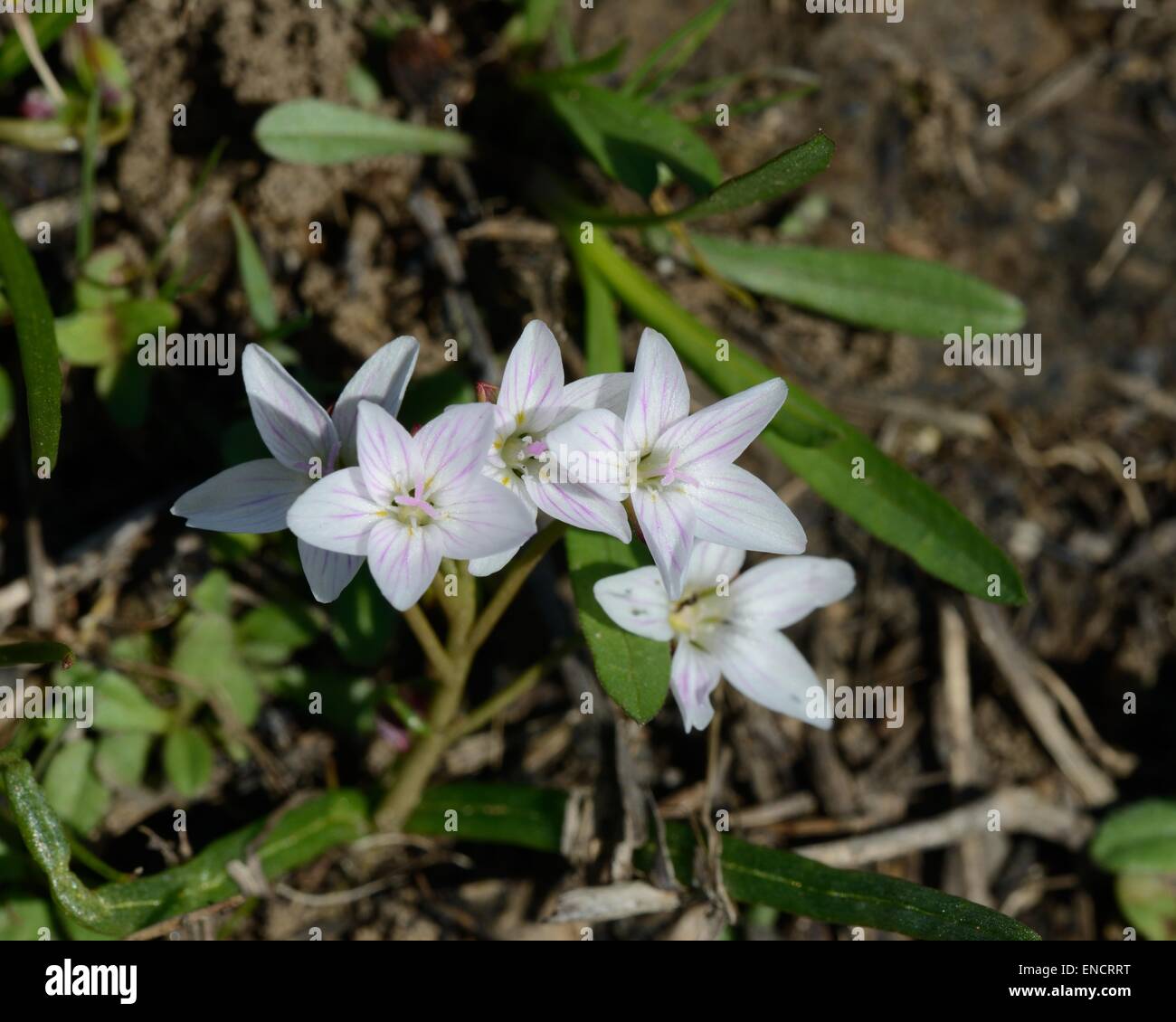 Spring Beauty Blume Stockfoto