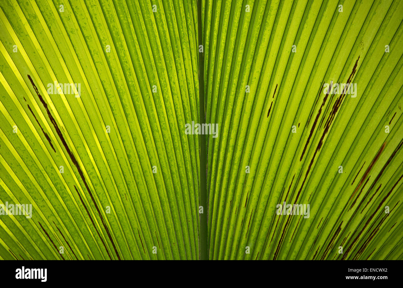 Nahaufnahme von einem tropischen Palmblatt. Stockfoto