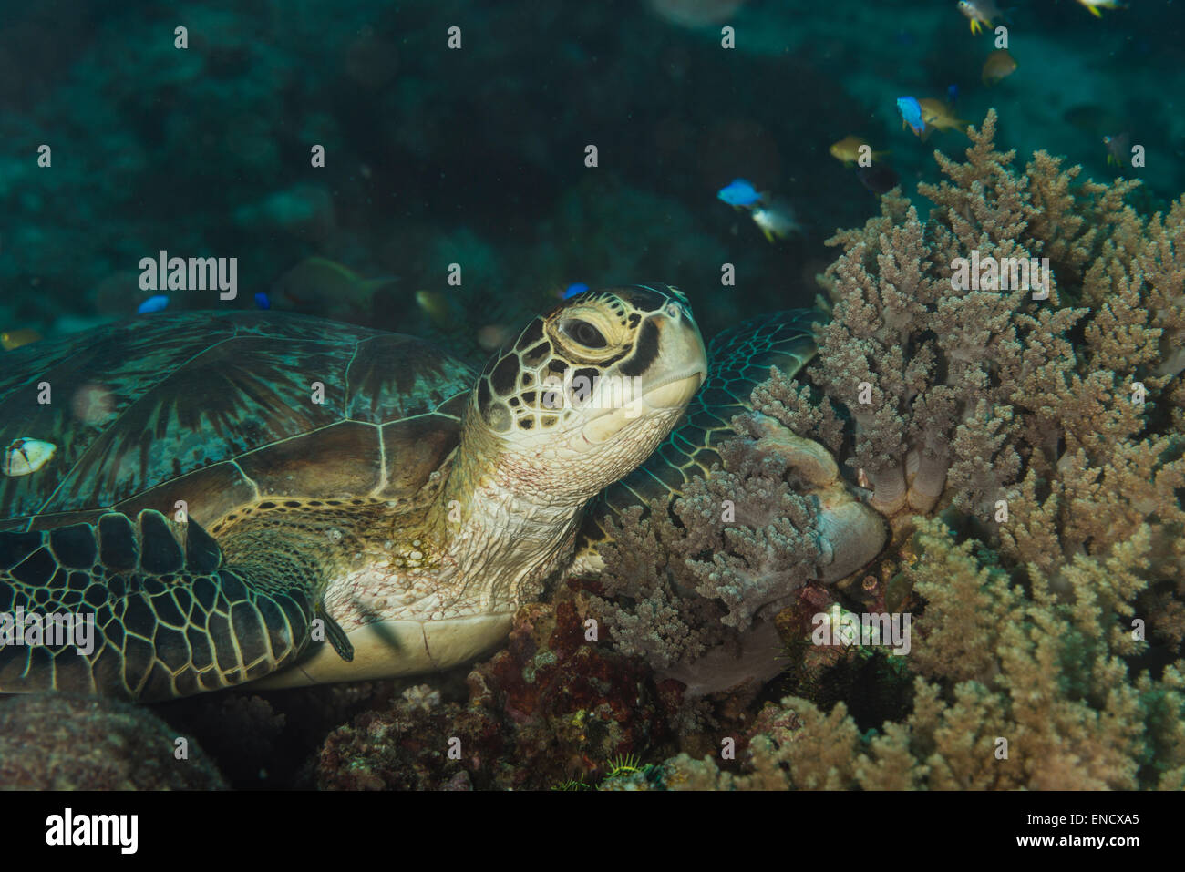 Echte Karettschildkröte auf einem Korallen Busch Stockfoto