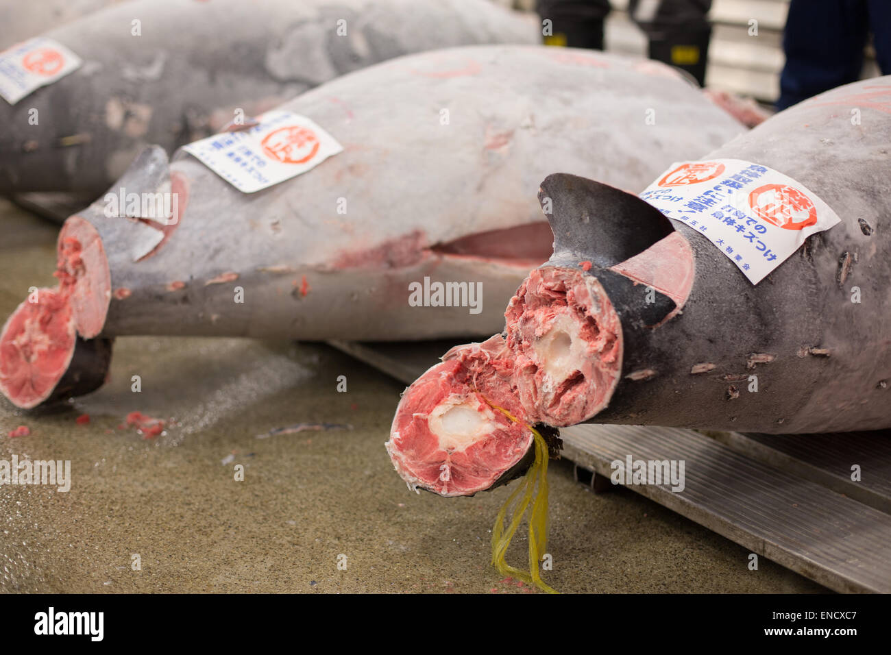 Thunfisch für die tägliche Auktion, Tsukiji-Fischmarkt, Japan vorbereitet. Stockfoto