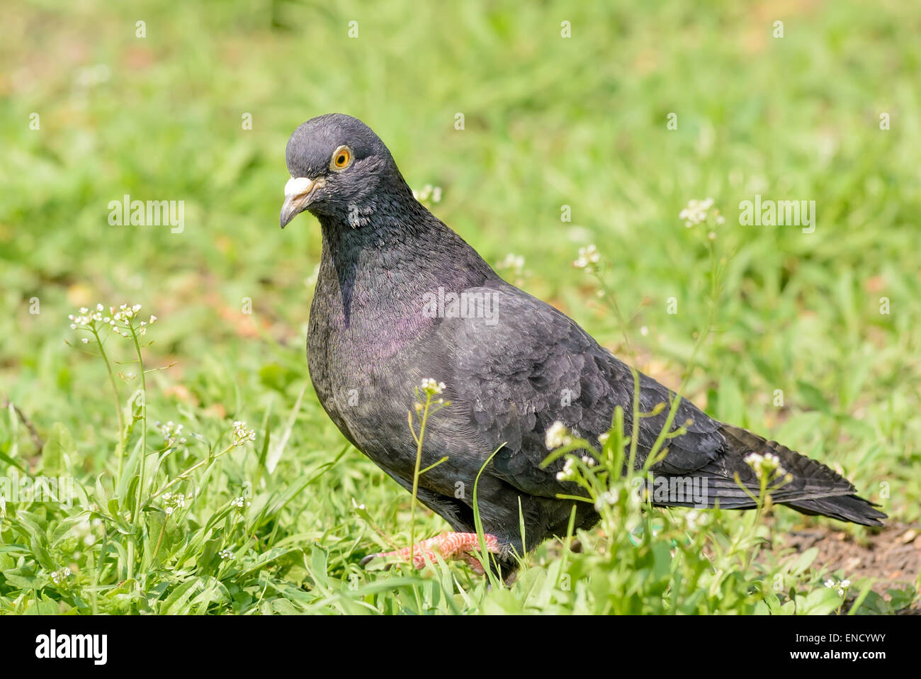 Eine graue Taube spaziert auf dem grünen Rasen Stockfoto
