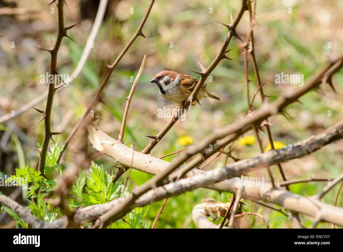 Ein Spatz in einem Dornbusch versteckt Stockfoto