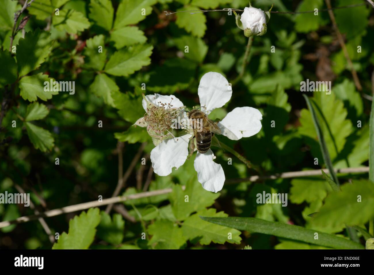 Kratzbeere Wildblumen mit Honigbiene Stockfoto