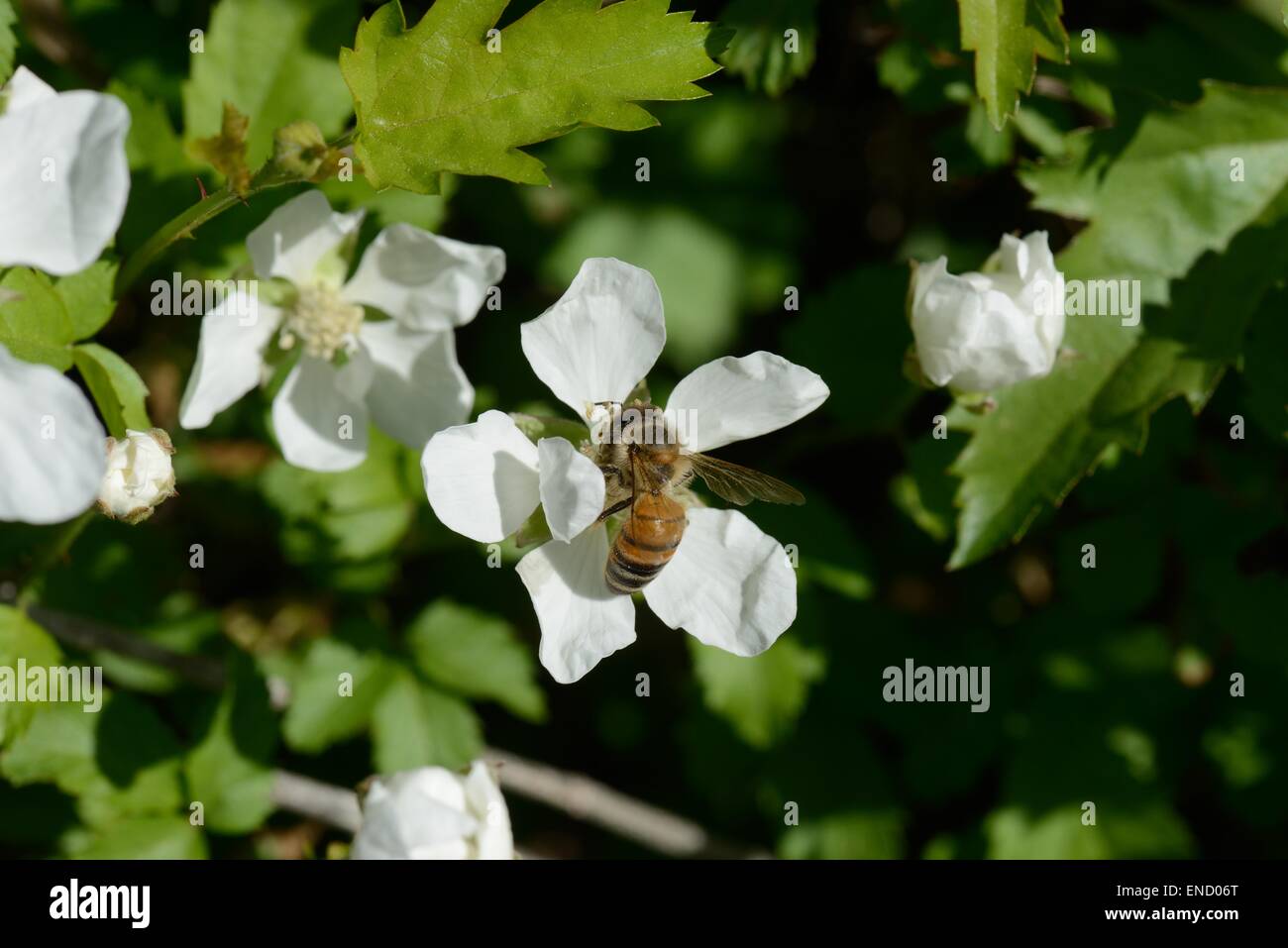 Kratzbeere Wildblumen mit Honigbiene Stockfoto