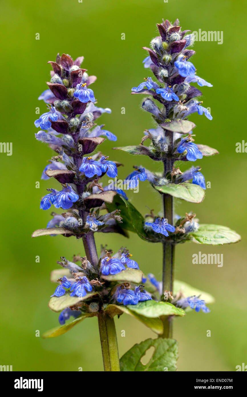 Ajuga Reptans, Teppichhörnchen Ajuga, Blau, Blume, Porträt Stockfoto