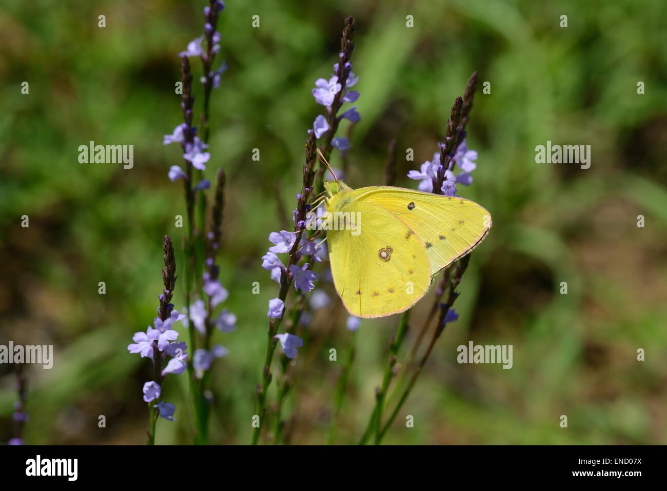 Texas Eisenkraut mit Orange Schwefel Schmetterling Stockfoto