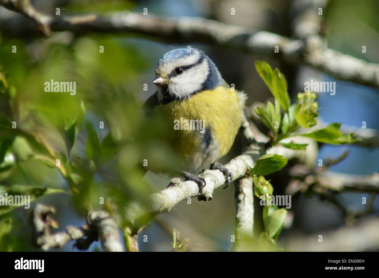 neugierige Blaumeise mit gelben und blauen Gefieder im Unterholz Stockfoto