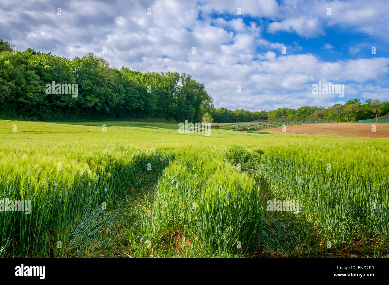 Landmaschine Reifenspuren durch Kornfeld - Frankreich Stockfoto