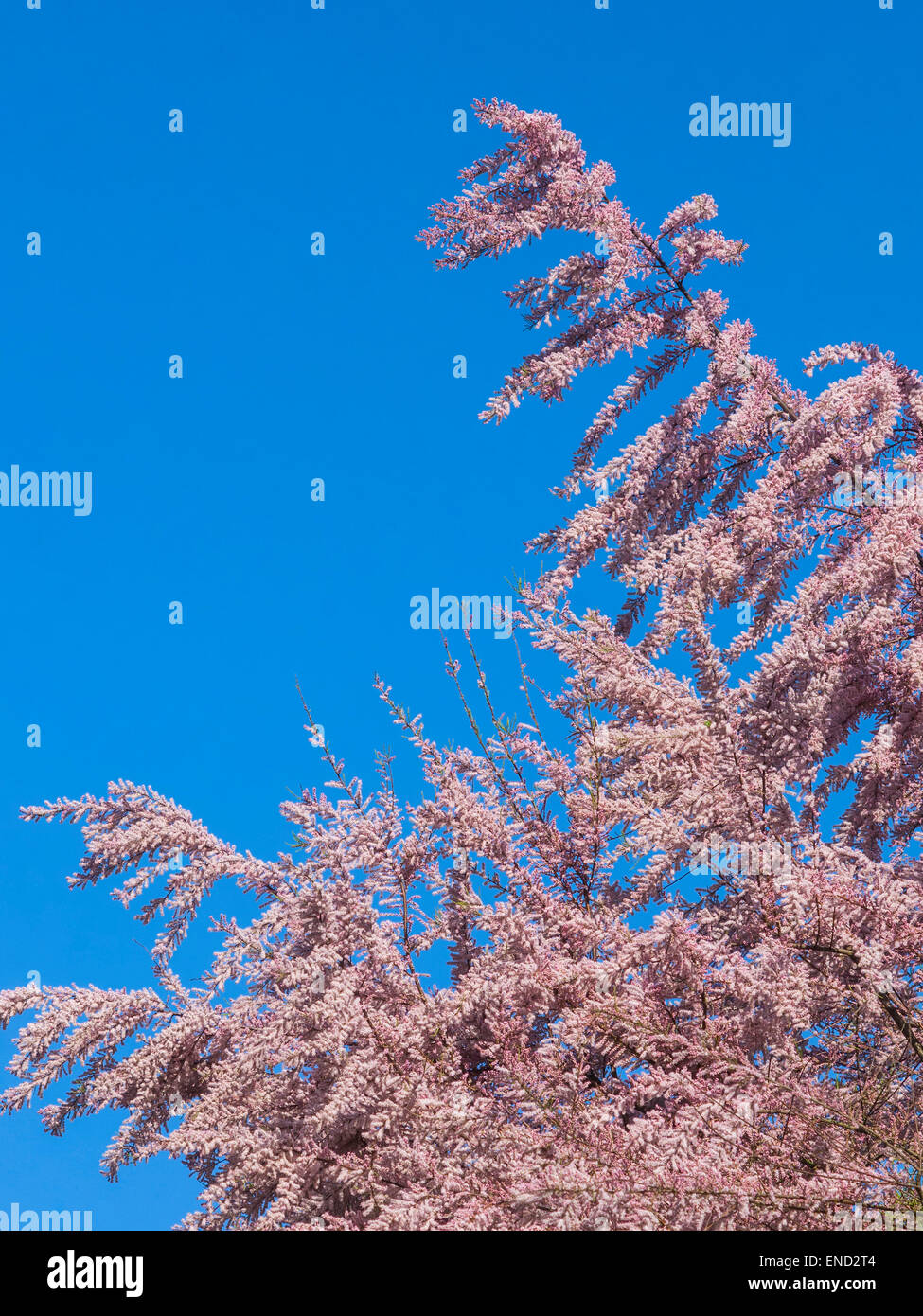 Tamariske Äste in Blüte - Frankreich. Stockfoto