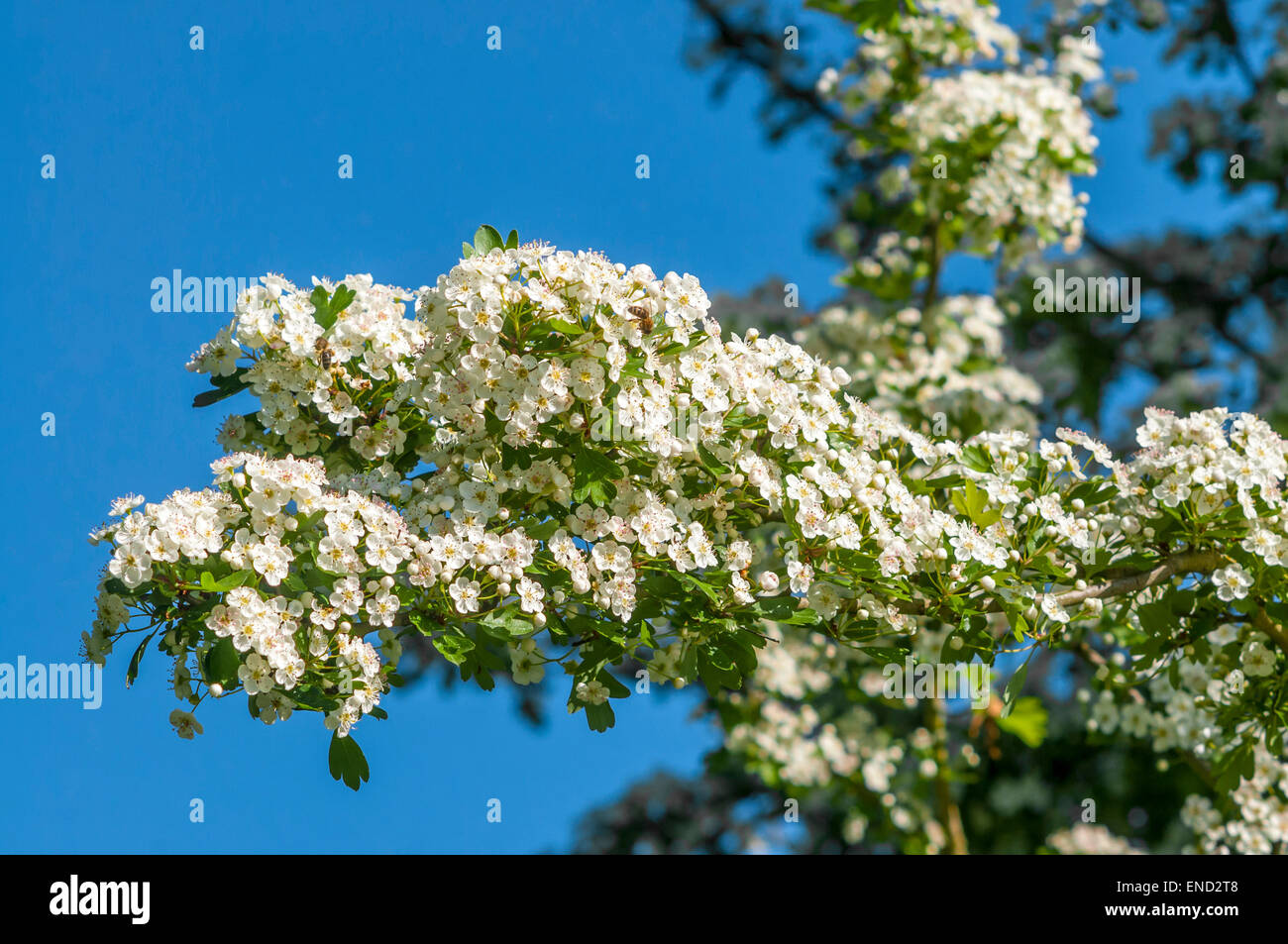 Weissdorn Strauch blüht / kann Blossom - Frankreich. Stockfoto