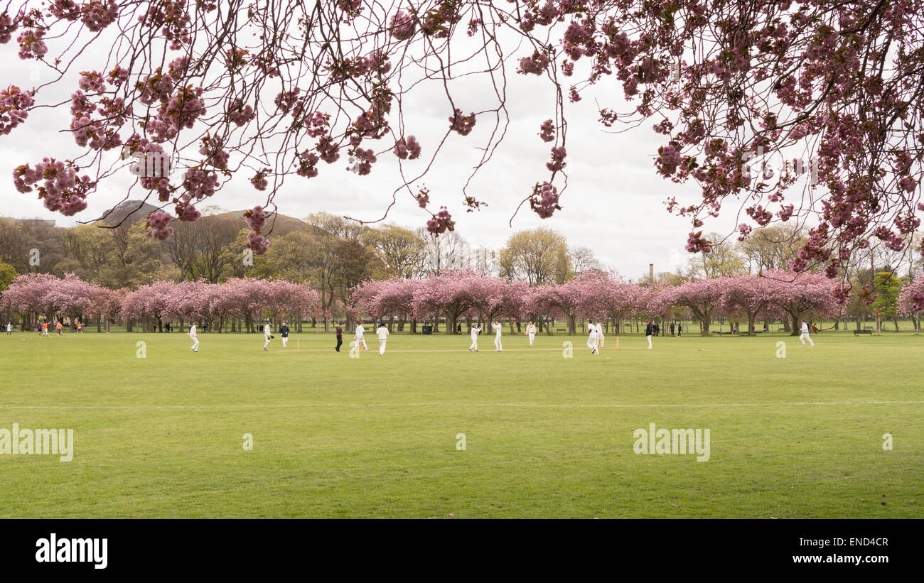 Frühling Cricket match in The Meadows öffentlichen Park, Edinburgh, Schottland, Vereinigtes Königreich unter Arthurs Seat gespielt wird Stockfoto
