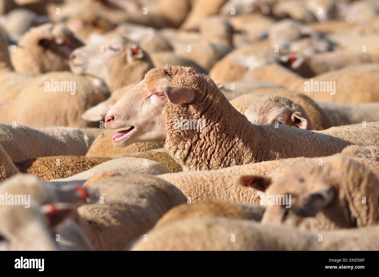 Australische Schafe auf lagersaleyards warten auf Auktion Stockfoto