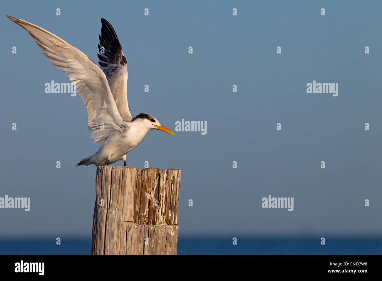 Königliche Tern Sterna Maxima im Flug Fort Myers beach, Florida USA Stockfoto