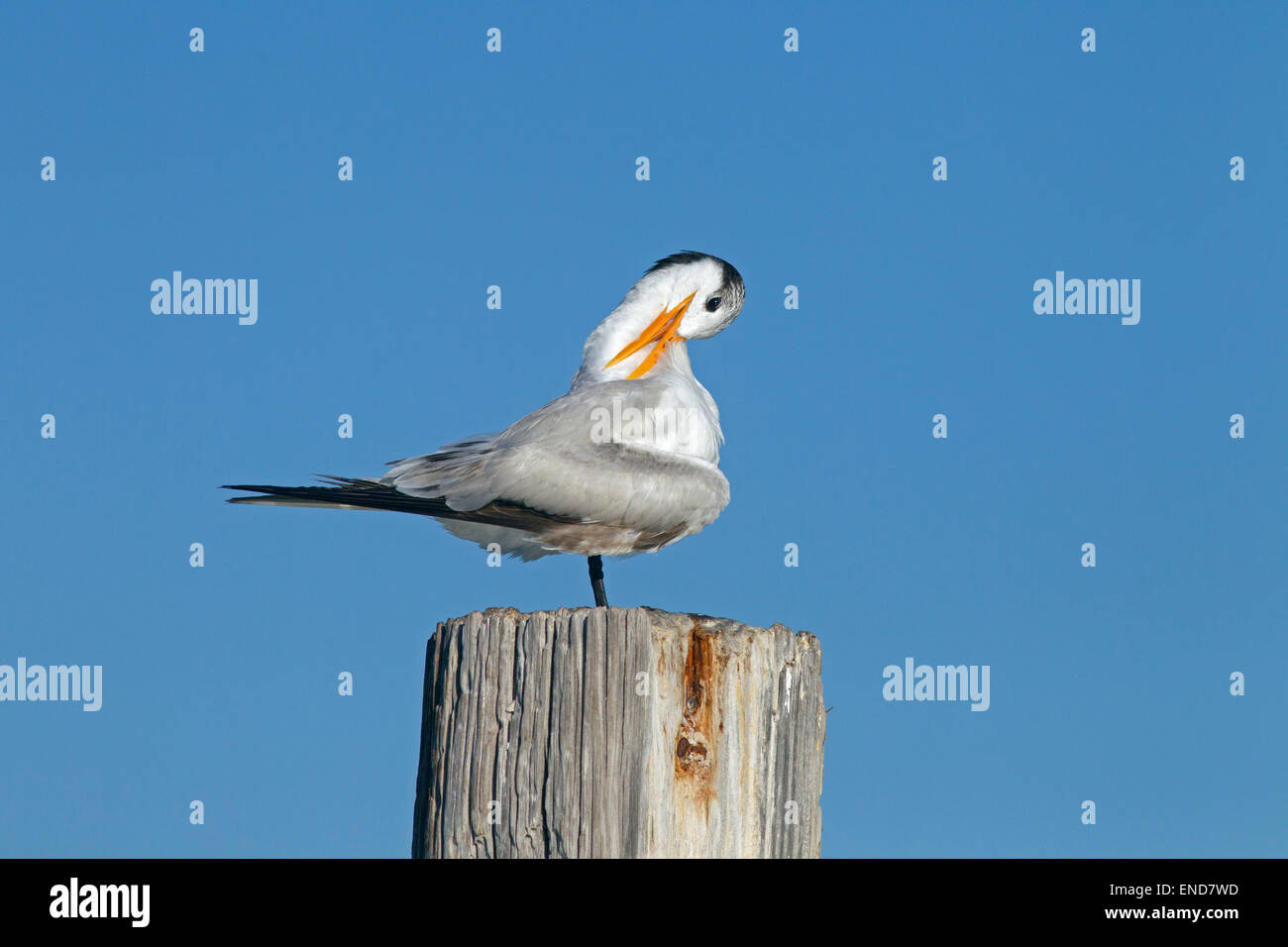 Königliche Tern Sterna Maxima Gefiederpflege Fort Myers beach Florida USA Stockfoto