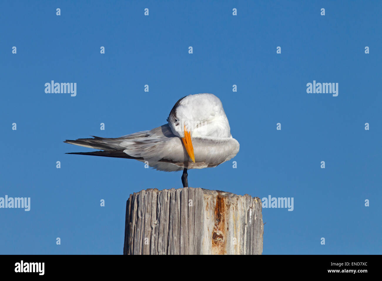 Königliche Tern Sterna Maxima Gefiederpflege Fort Myers beach Florida USA Stockfoto