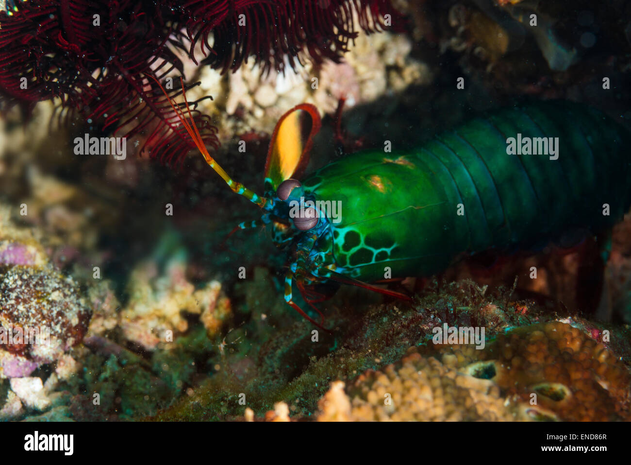 Peacock mantis shrimp Aufzucht aus dem Meeresboden in der Verteidigung Stockfoto