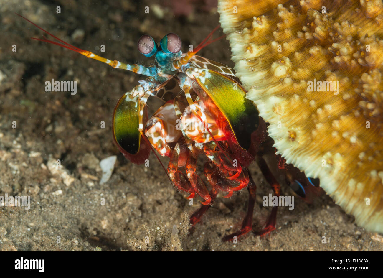Fangschreckenkrebse spähen heraus von hinten eine Koralle Stockfoto