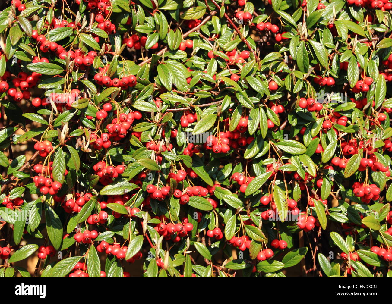 Rote Beeren in einer immergrünen Strauch Stockfoto