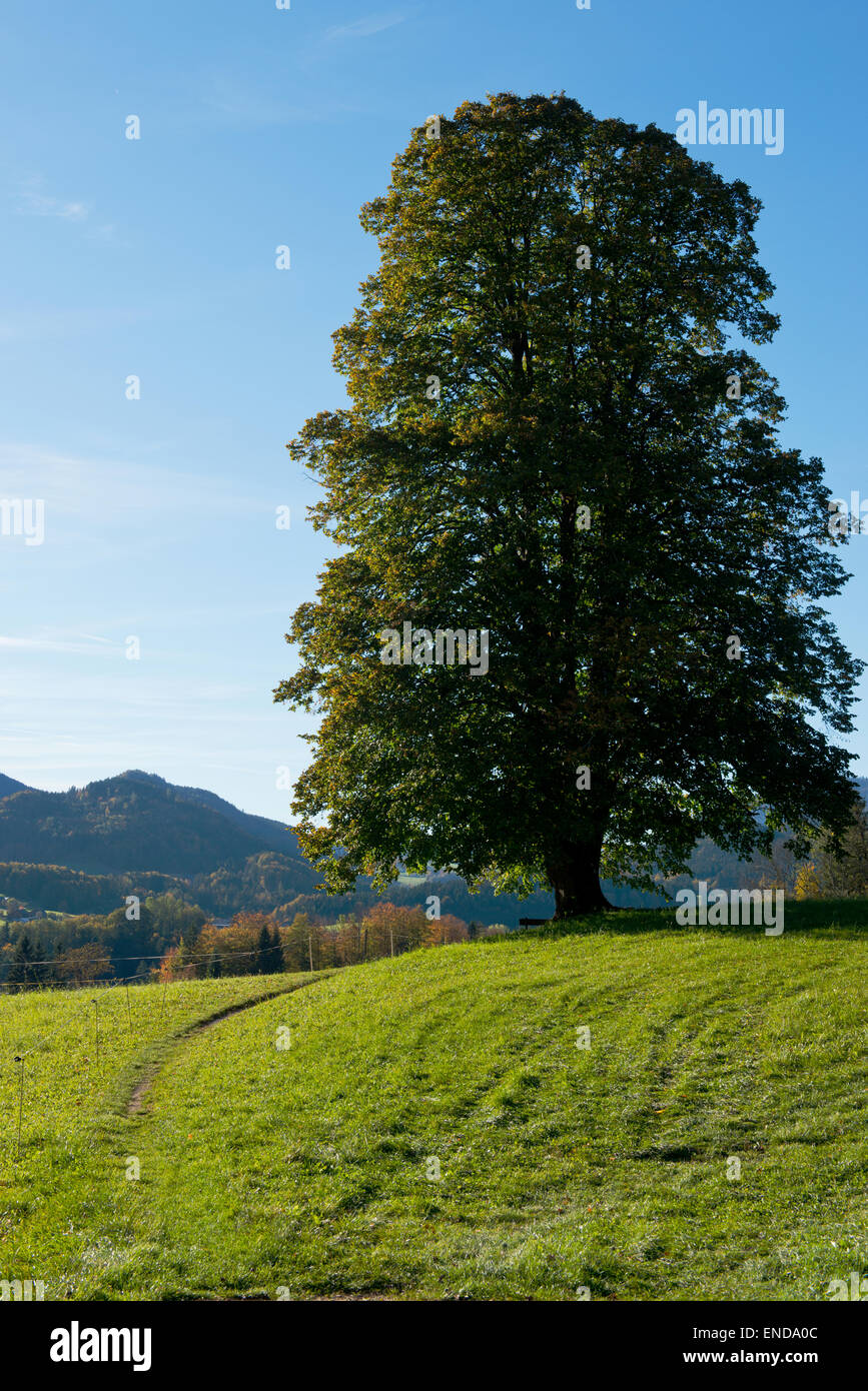 Hofmannsthal Linde -Fotos Und -Bildmaterial In Hoher Auflsung Alamy