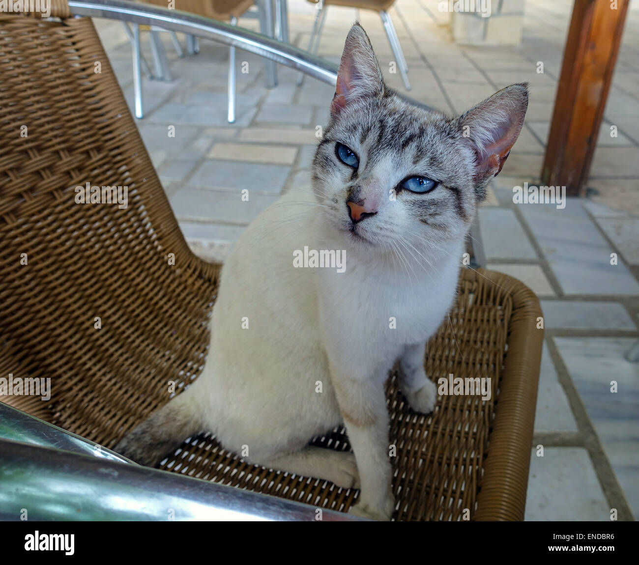 Weiße Katze mit blauen Augen saß auf Korbstuhl Stockfoto