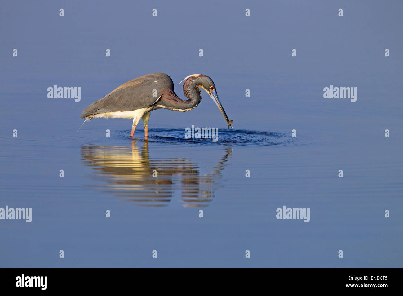 Dreifarbige Reiher Egretta tricolor früher als der Louisiana Reiher bekannt, Fische in einer Lagune zu fangen Fort Myers Beach Florida USA Stockfoto