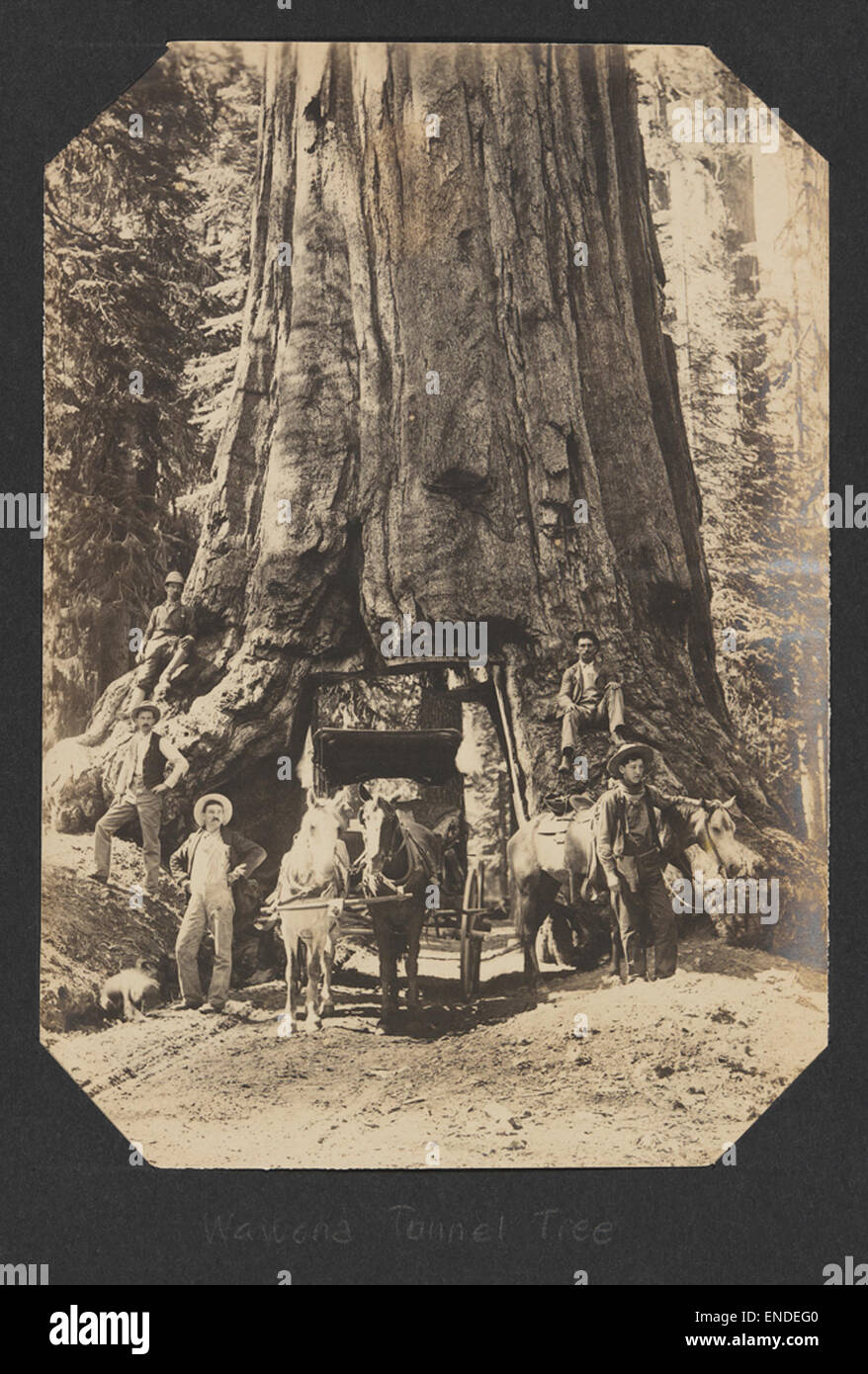 Wawona Tunnel Tree Stockfoto