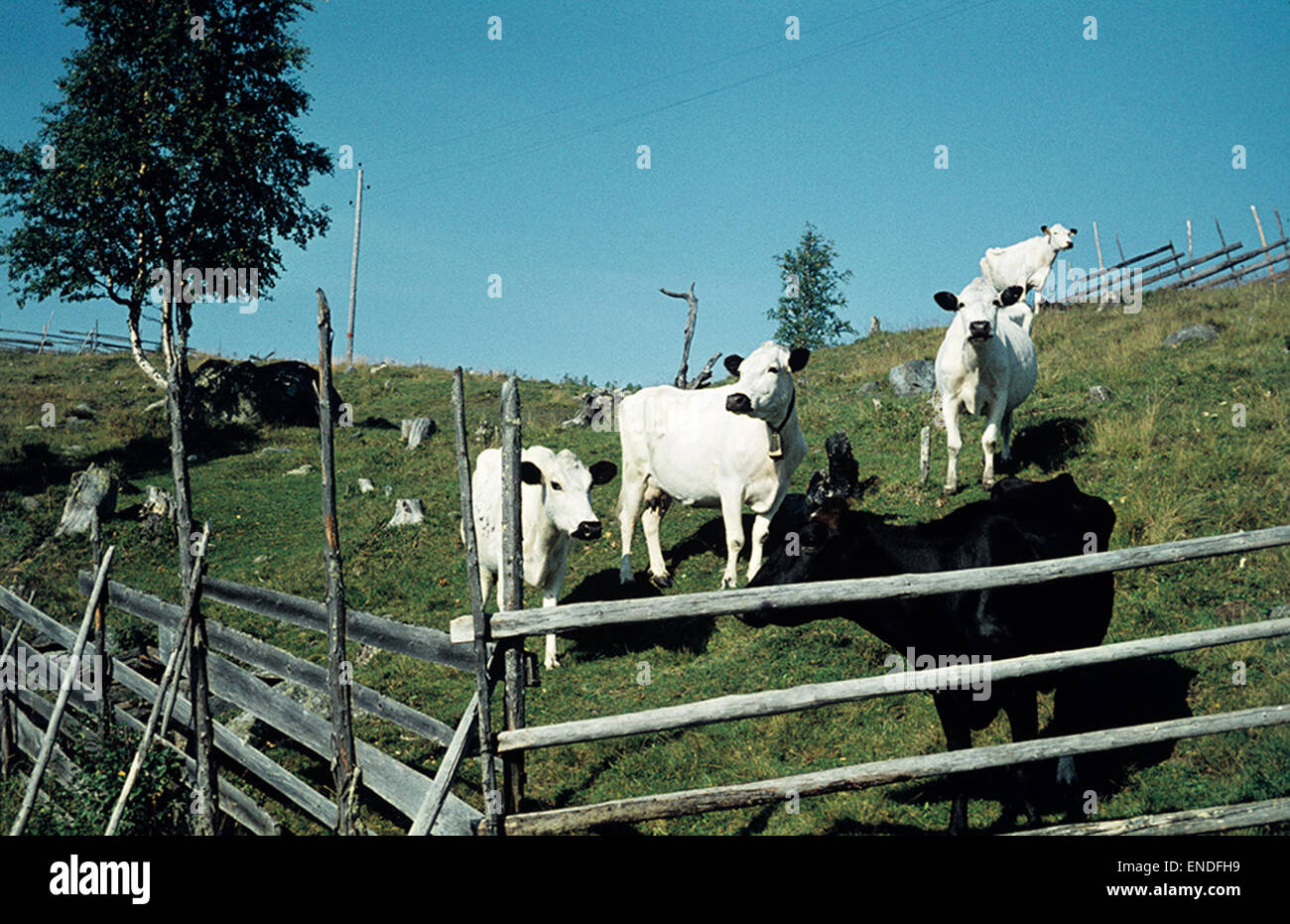 Dieses Kunstwerk zeigt Bergrinder in der malerischen Landschaft von Jämtland, Schweden. Die Szene fängt das ländliche Leben und die traditionelle Viehzucht ein, die die Region auszeichnen und Schwedens landwirtschaftliches Erbe und die natürliche Schönheit widerspiegeln. Stockfoto