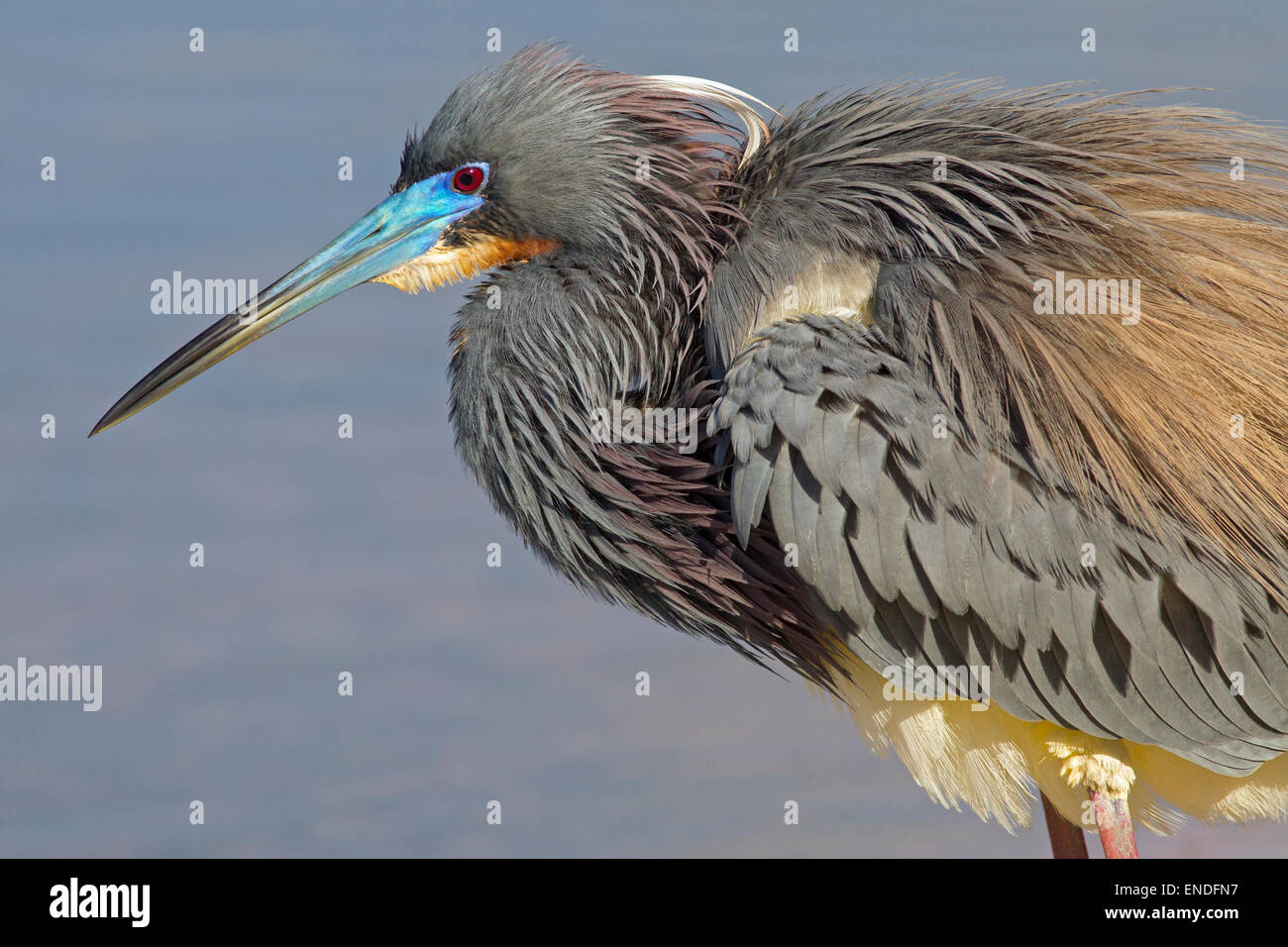 Dreifarbige Reiher Egretta tricolor früher als der Louisiana Reiher bekannt, Fische in einer Lagune zu fangen Fort Myers Beach Florida USA Stockfoto