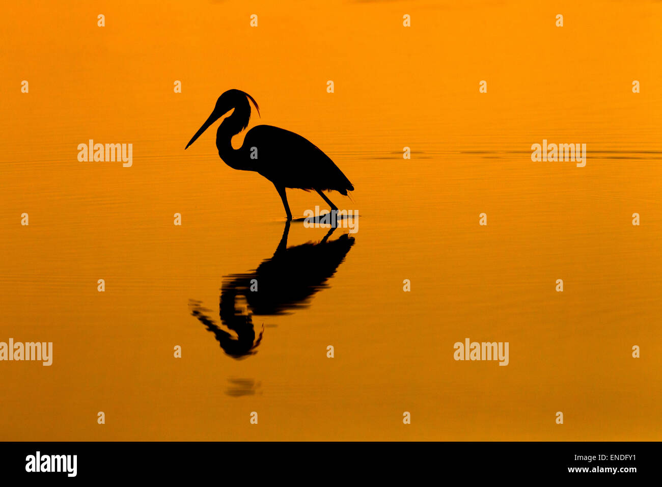 Dreifarbige Reiher Egretta tricolor früher als der Louisiana Reiher bekannt, Fische in einer Lagune zu fangen Fort Myers Beach Florida USA Stockfoto