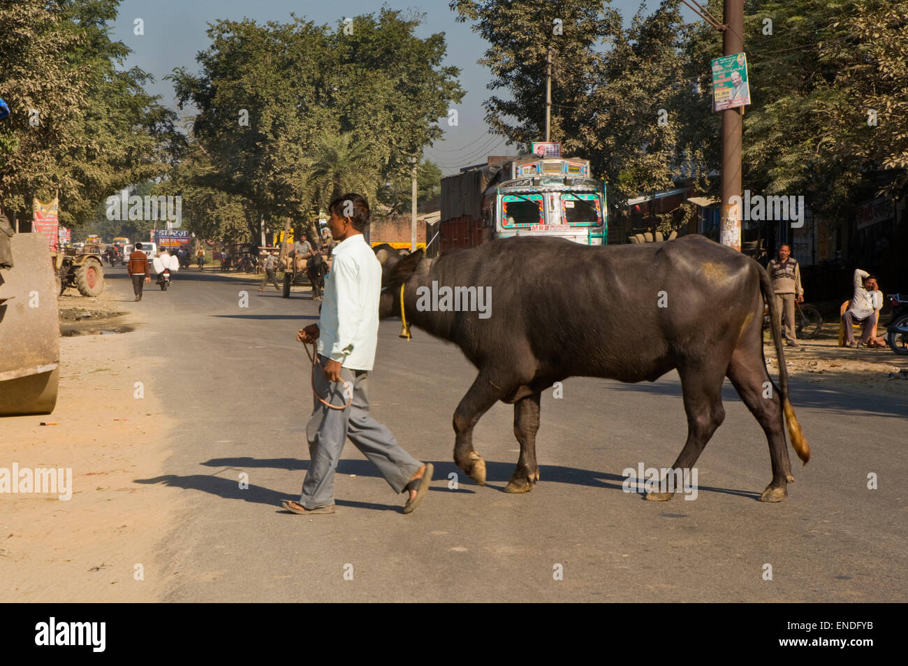 Indien, Uttarakhand, Kotwali, Mann führenden Bullock über Straße Stockfoto