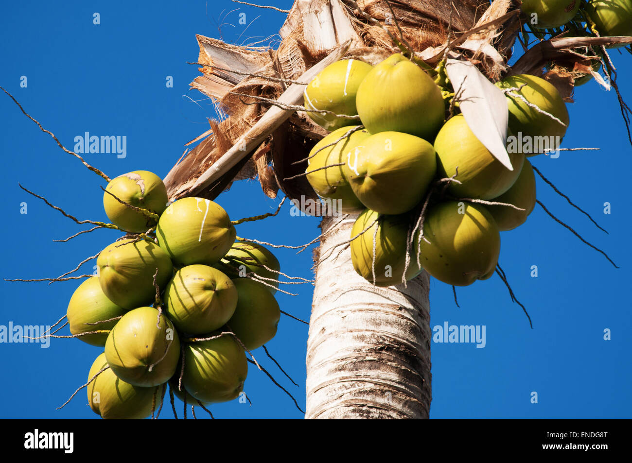 St Barth, St. Barths, Saint-Barthélemy, Französische Antillen, Niederländische Antillen, Karibik: Kokosnüsse hängen auf eine Kokospalme, Natur Stockfoto
