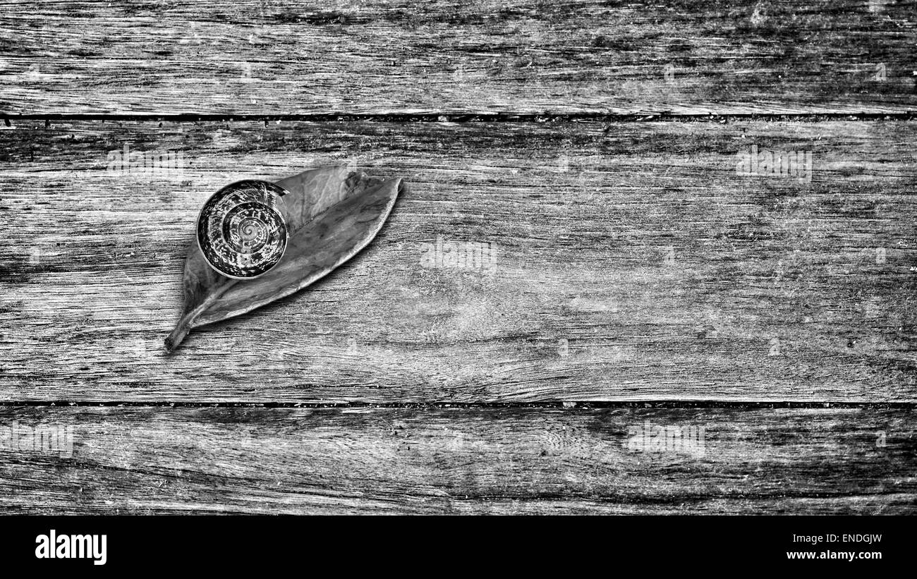 Schnecke auf einem roten Blatt und Holz-Basis Stockfoto