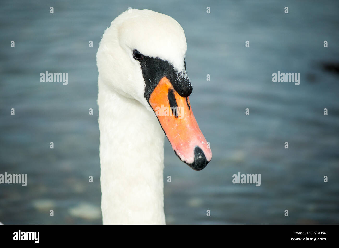 Einen prächtigen Schwan mit blauem Wasser und Wellen im Hintergrund Stockfoto