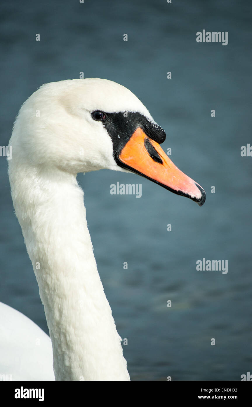 Richtungskontrolle eines prächtigen Schwans mit blauem Wasser im Hintergrund Stockfoto