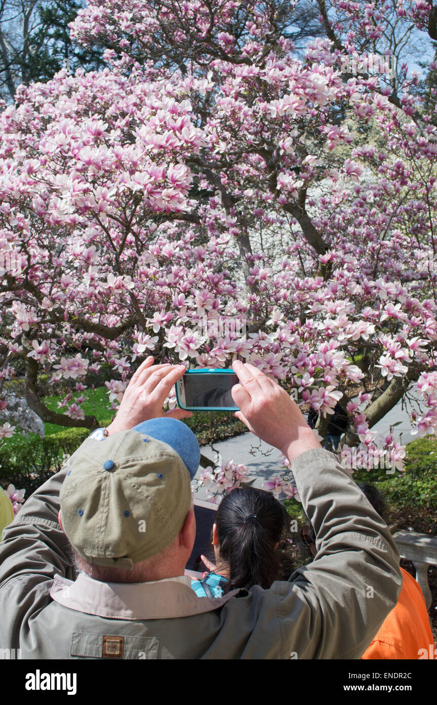 Mann fotografiert Frühjahr blühen in Brooklyn Botanic Garden, NYC, USA Stockfoto