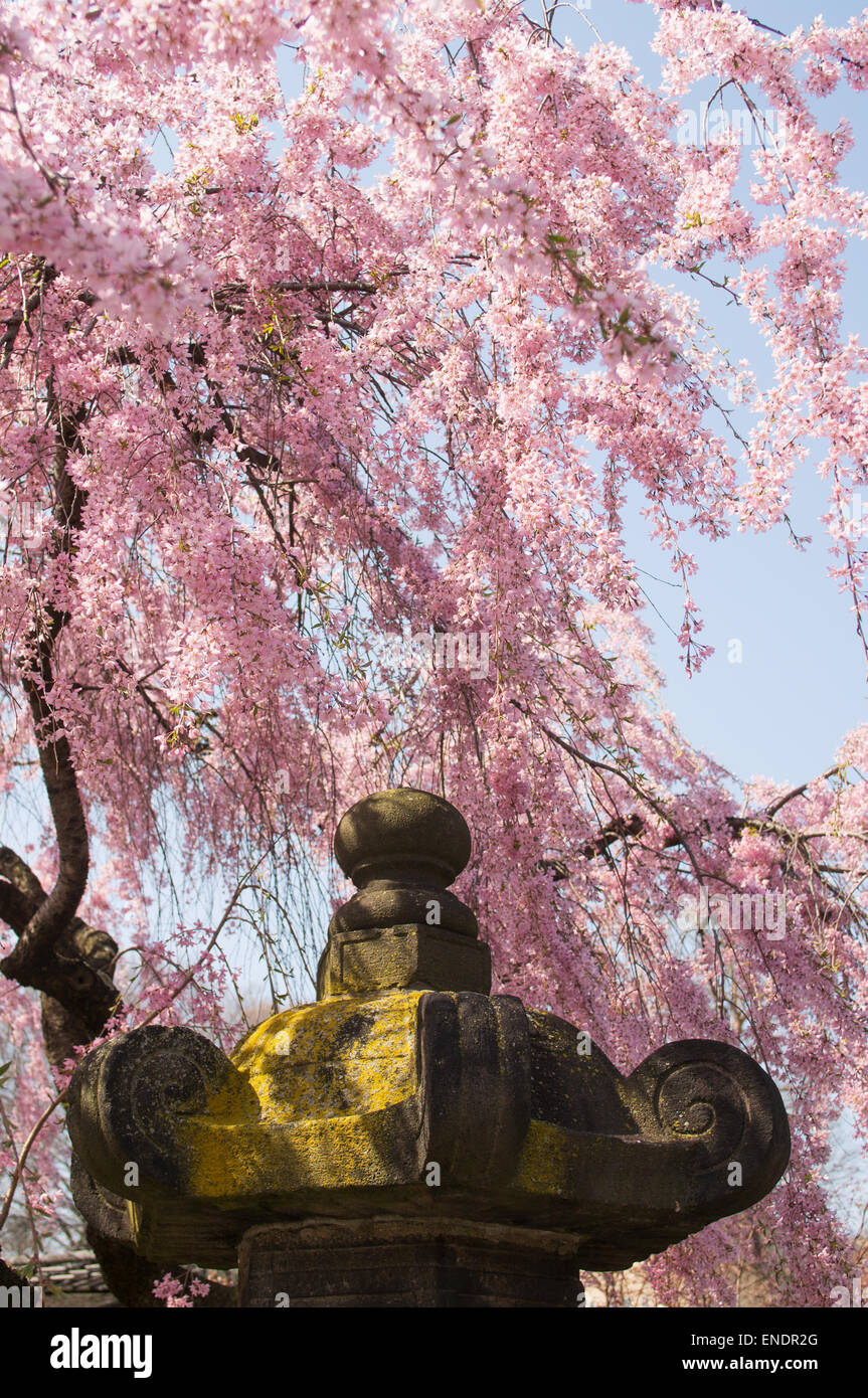 Frühling blühen über japanische Skulptur in Brooklyn Botanic Garden, NYC, USA Stockfoto