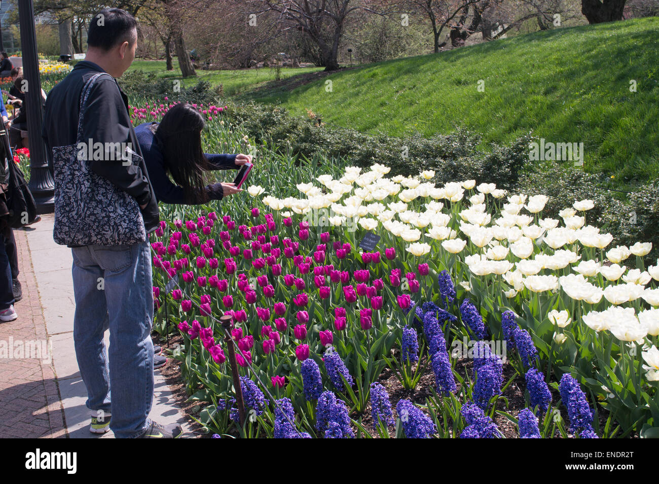 Frau fotografieren Anzeige der Tulpen Brooklyn Botanic Garden, NYC, USA Stockfoto