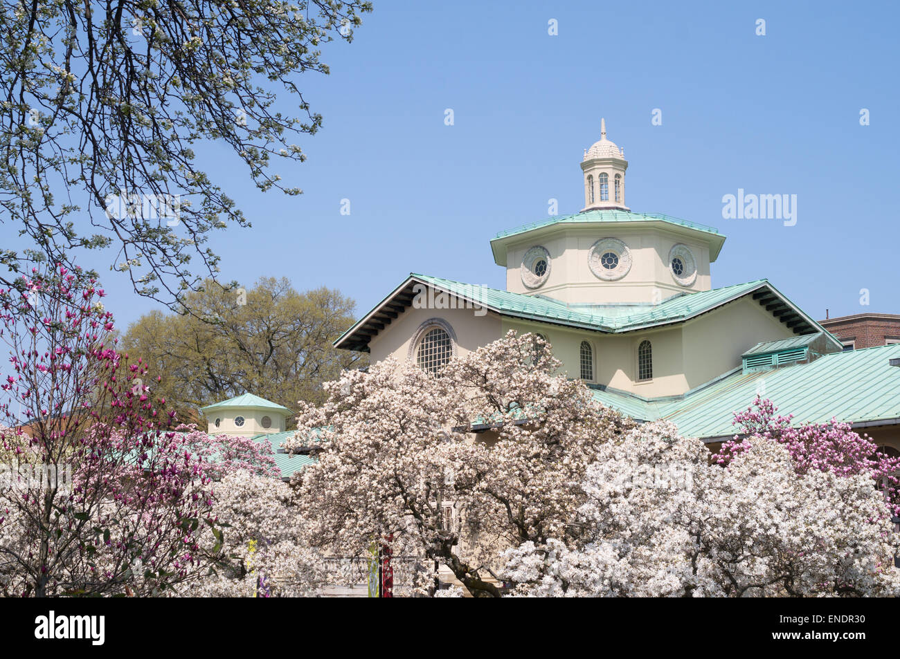 Brooklyn Botanic Garden Verwaltungsgebäude mit Spring Blossom, NYC, USA Stockfoto
