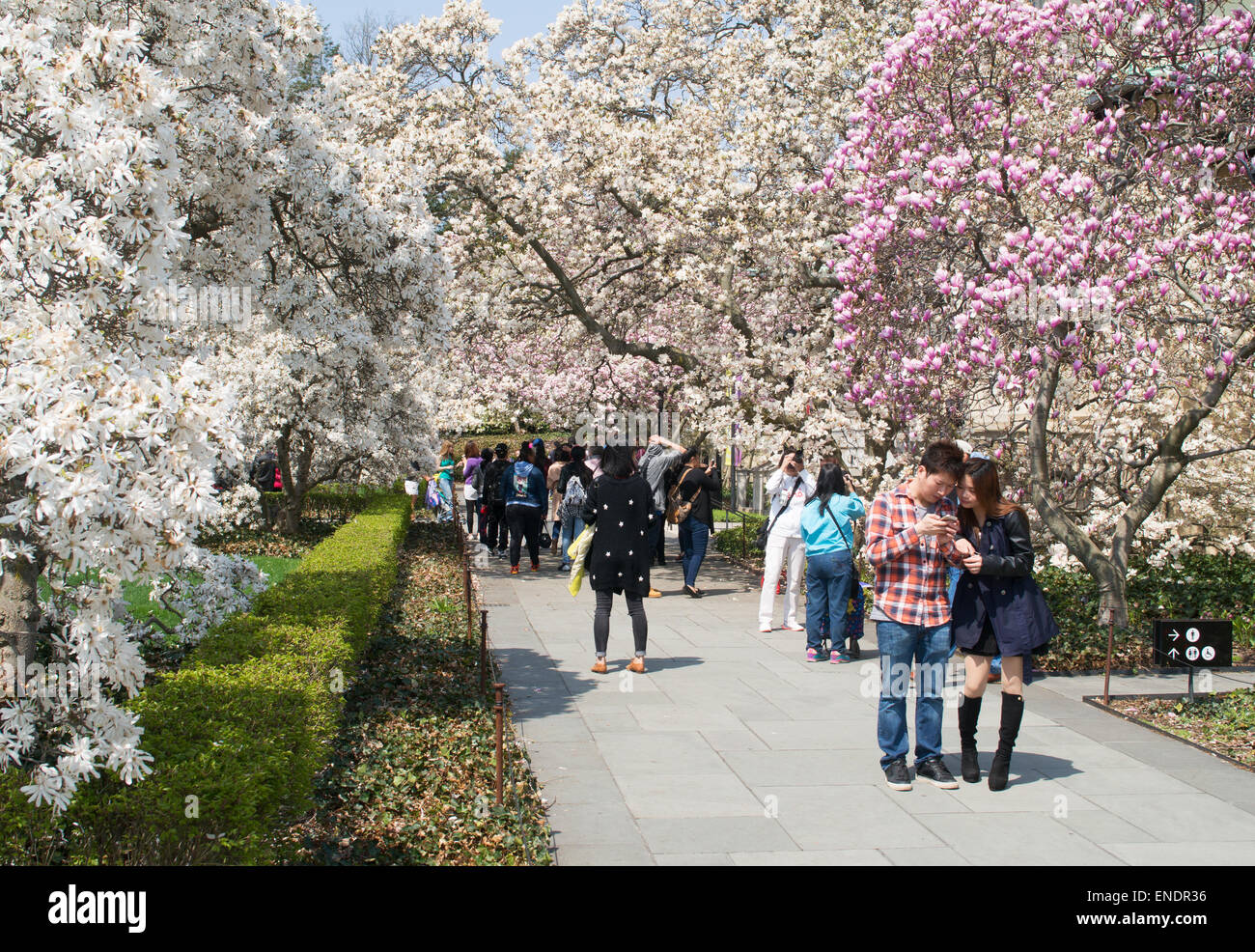 Junges Paar zu Fuß durch Frühjahr blühen, Brooklyn Botanic Garden, NYC, USA Stockfoto