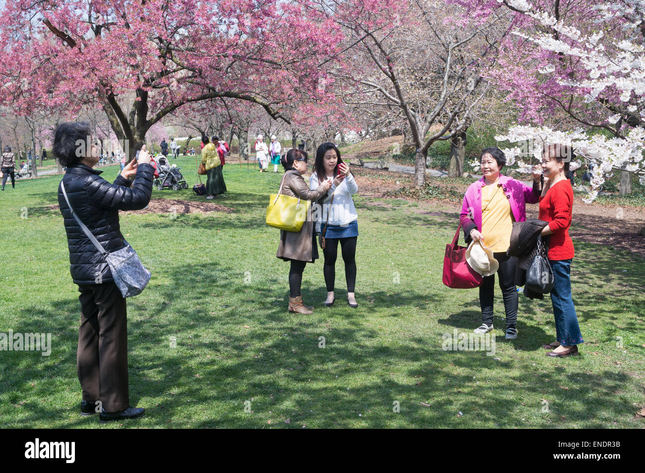 Besucher, die die Fotos von Frühling blühen in Brooklyn Botanic Garden, NYC, USA Stockfoto