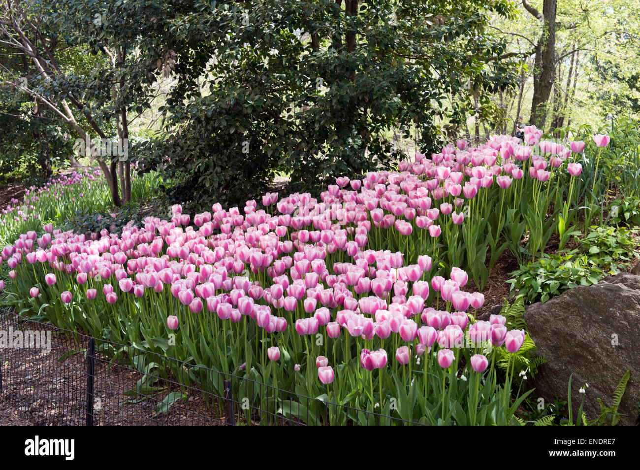 Frühlings-Tulpen im Central Park in New York City Stockfoto