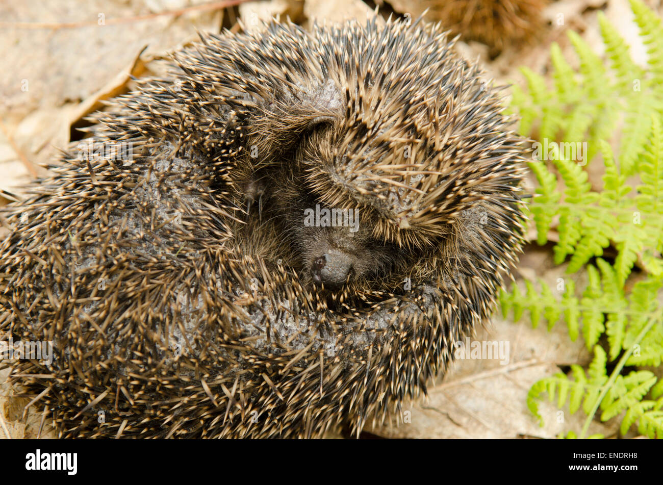 Europäische Igel Erinaceus Europaeus. Sussex, UK. Mai. Stockfoto