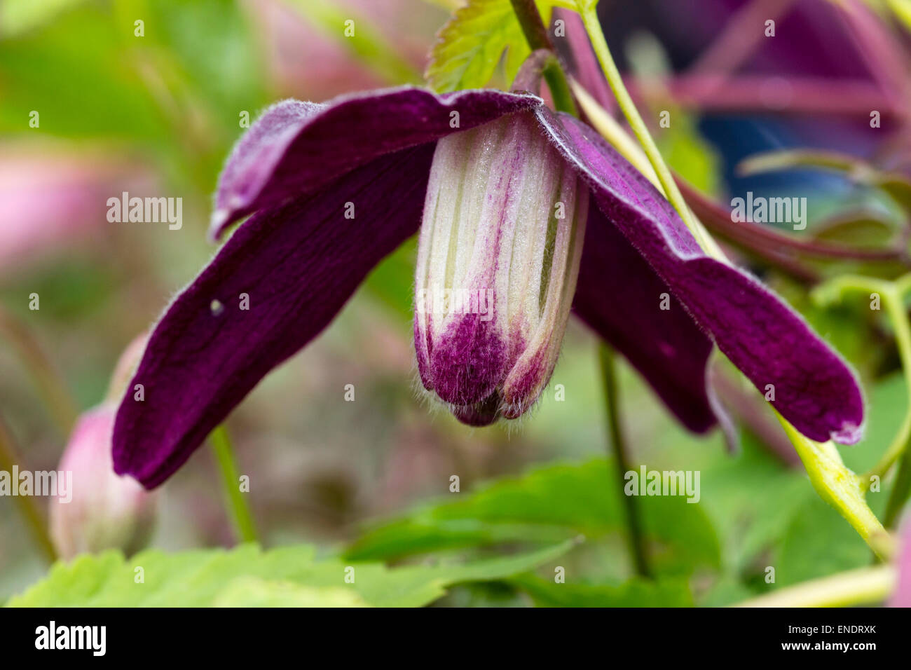 Pflaume lila Blumen winterhart Clematis Koreana 'Purple Rain', ein Verwandter von C.alpina Stockfoto