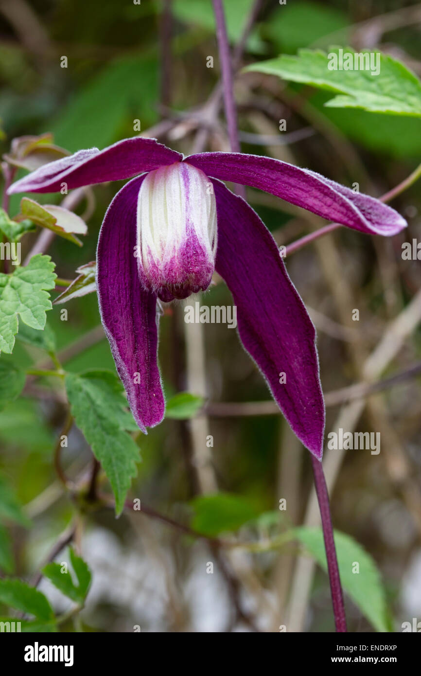 Pflaume lila Blumen winterhart Clematis Koreana 'Purple Rain', ein Verwandter von C.alpina Stockfoto