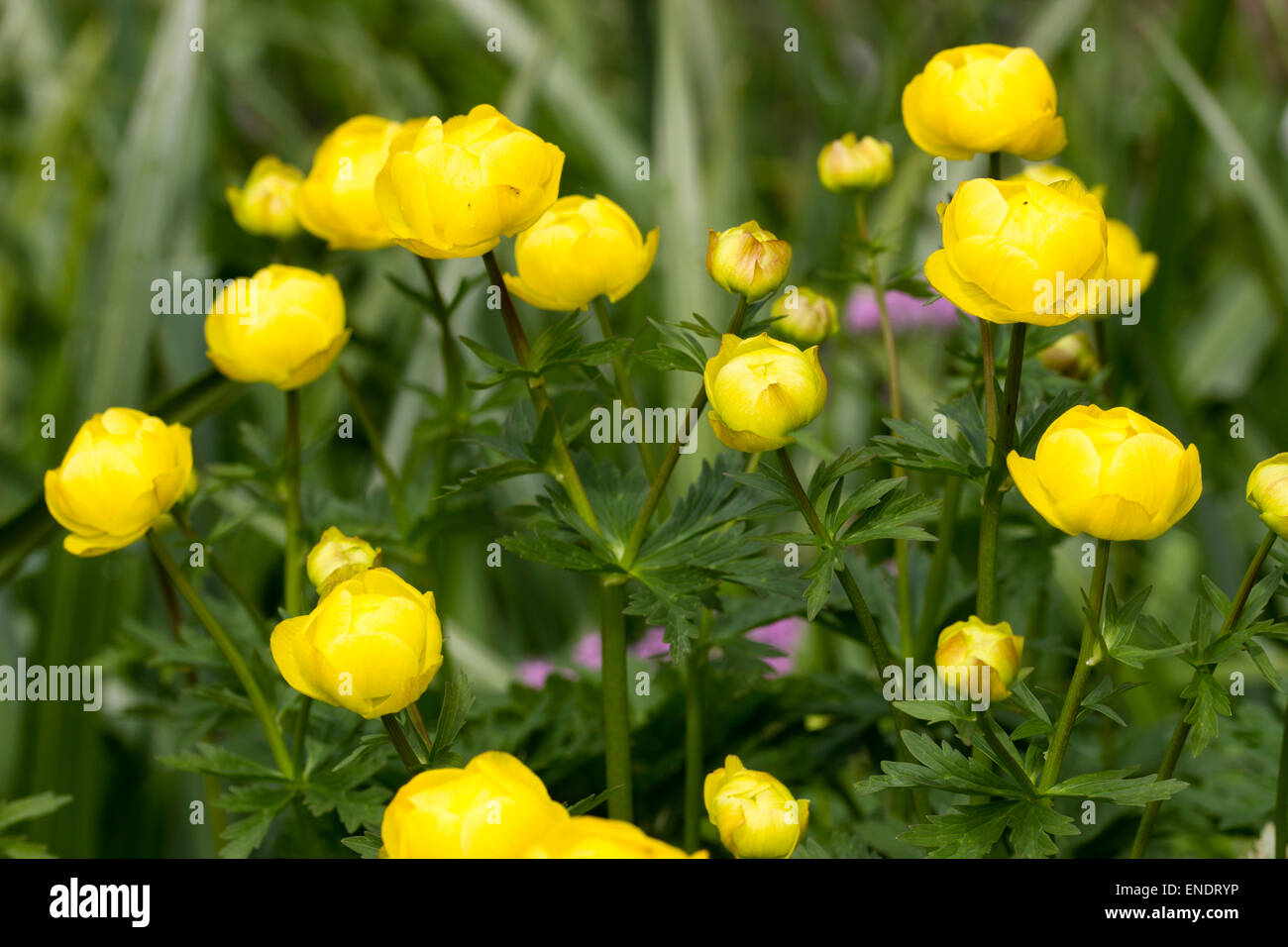Gelbe Kugel Blumen des Frühlings Blüte UK einheimischen Trollblume europaeus Stockfotografie