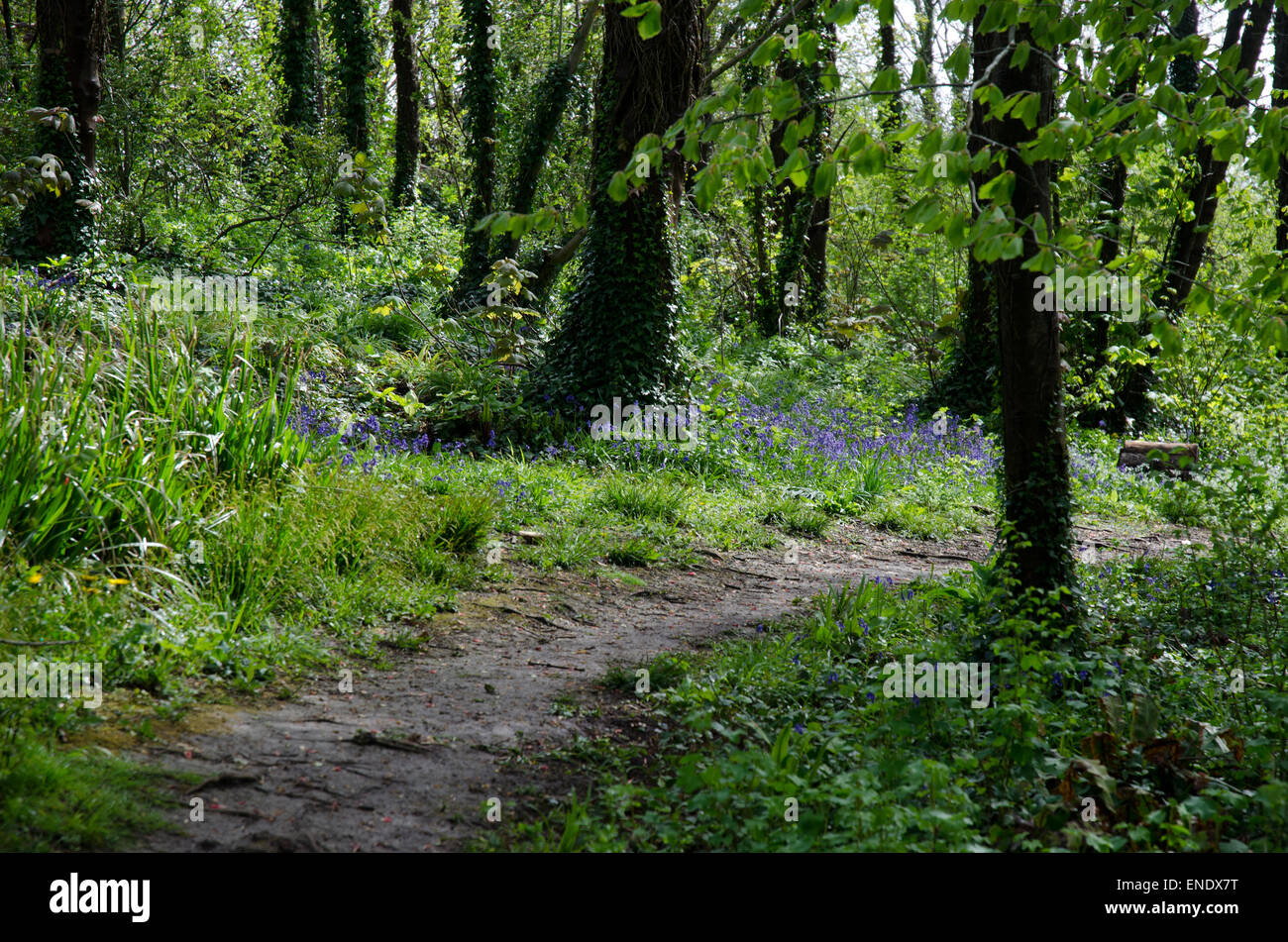 Woodland Weg durch Glockenblumen im Frühling Stockfoto