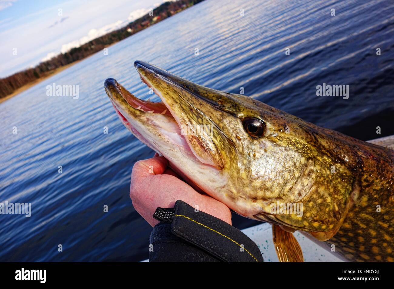 Eine männliche Hand hält große Hechte nur eingefangen von einem Hecht Fischer aus einem See in Westfinnland. Hechtangeln in Finnland ein beliebtes Hobby. Stockfoto
